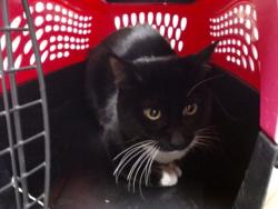Shelter Stray Unknown Cat last seen Near BLOCK E CEDAR AVE, DENVER CO 80224, 1241 W Bayaud Ave, Denver, CO 80223, USA