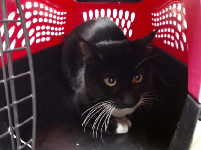 Shelter Stray Unknown Cat last seen Near BLOCK E CEDAR AVE, DENVER CO 80224, 1241 W Bayaud Ave, Denver, CO 80223, USA