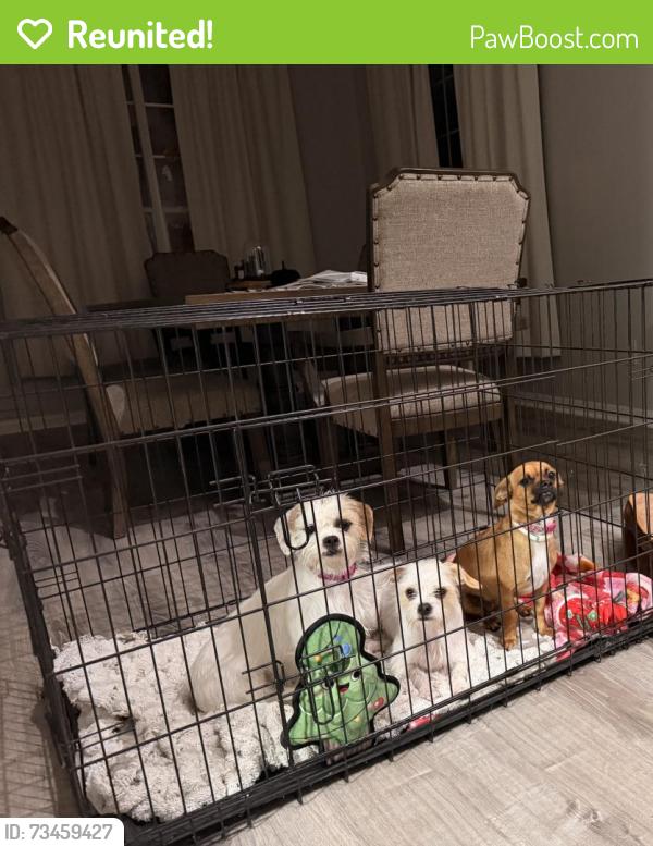 Reunited Unknown Dog last seen Aldine Westfield, Spring, TX 77373