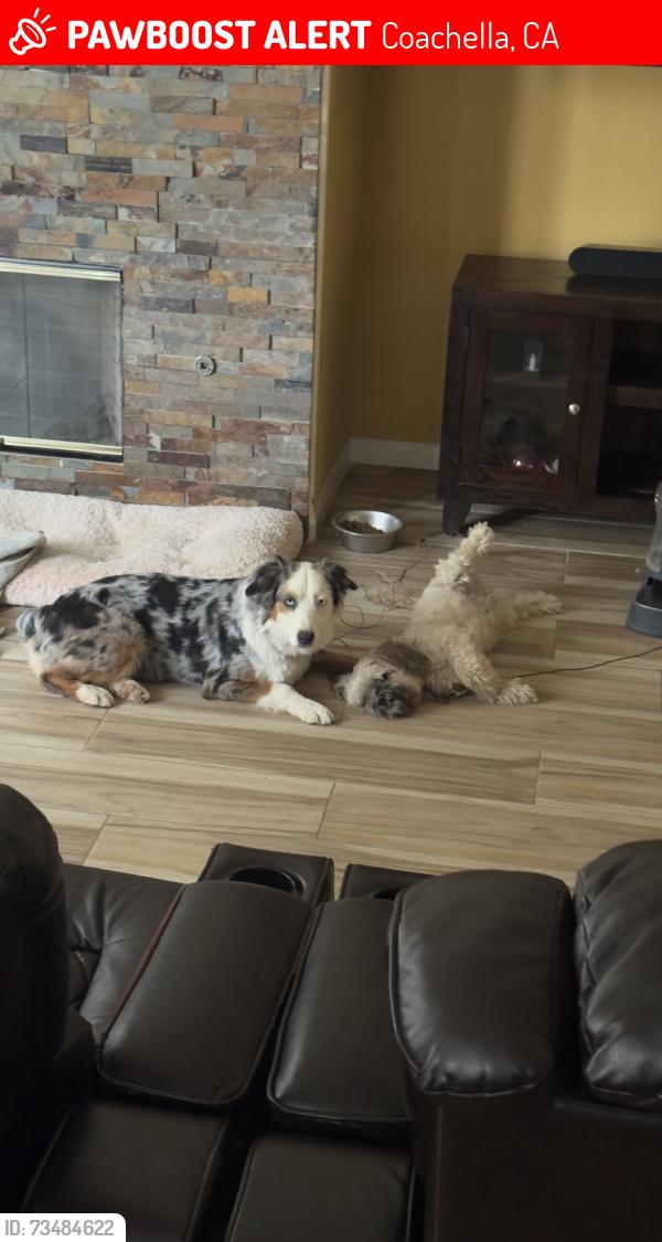 Lost Female Dog last seen Near and van buren, Coachella, CA 92236