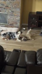 Lost Female Dog last seen Near and van buren, Coachella, CA 92236