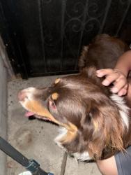 Reunited Male Dog last seen Near Lugo Ave Lynwood, Lynwood, CA 90262