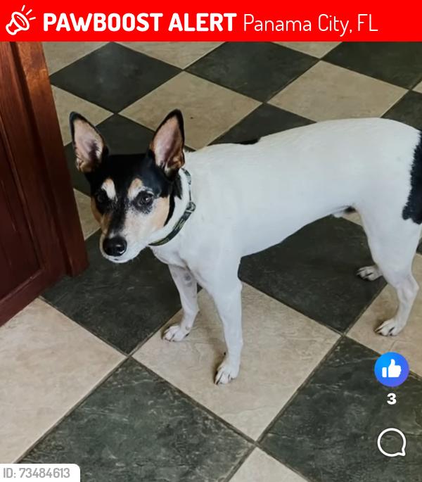 Lost Male Dog last seen Stephen Dr, Panama City, FL 32405