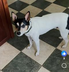 Lost Male Dog last seen Stephen Dr, Panama City, FL 32405