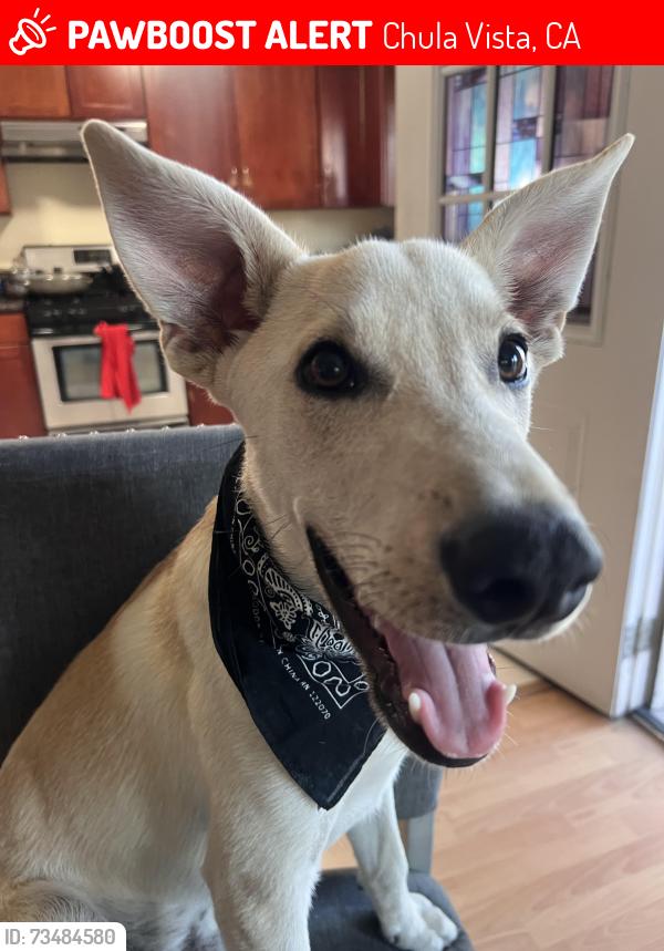 Lost Male Dog last seen 3rd ave and Quintard near grocery outlet, Chula Vista, CA 91911