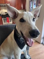 Lost Male Dog last seen 3rd ave and Quintard near grocery outlet, Chula Vista, CA 91911