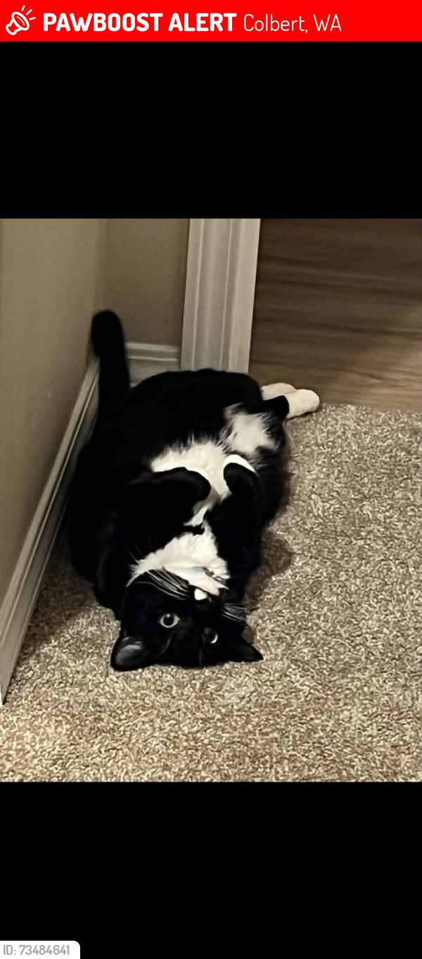 Lost Female Cat last seen Mountain Side Middle School, Colbert, WA 99005