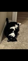 Lost Female Cat last seen Mountain Side Middle School, Colbert, WA 99005