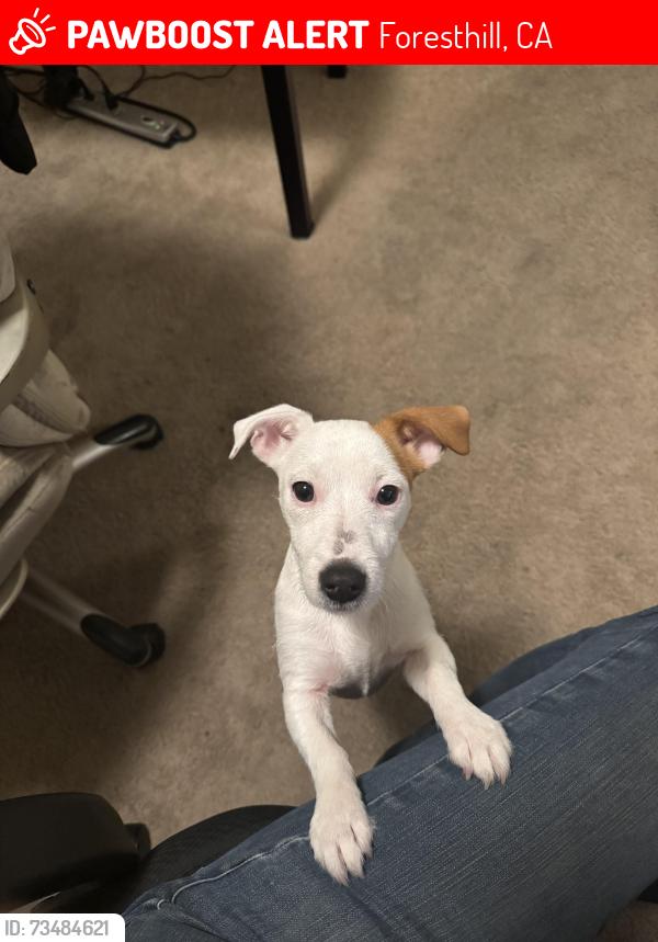 Lost Female Dog last seen Near Little Oak Lane, Foresthill, CA. 95631, Foresthill, CA 95631