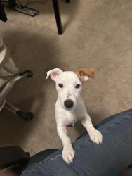Lost Female Dog last seen Near Little Oak Lane, Foresthill, CA. 95631, Foresthill, CA 95631
