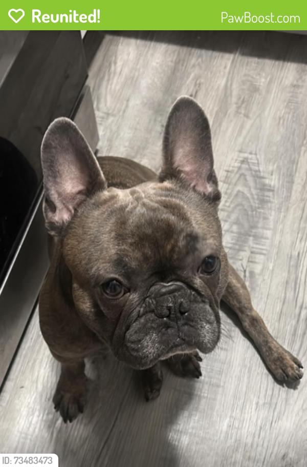 Reunited Male Dog last seen Morgan Camden high school, Minneapolis, MN 55412