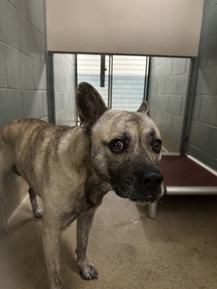 Shelter Stray Male Dog last seen 76th av & spencer st, Oakland,, 1101 29th Ave, Oakland, CA 94601, USA