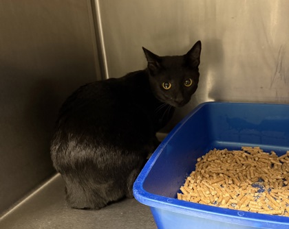Shelter Stray Male Cat last seen Near Broadway, Oakland, CA, 1101 29th Ave, Oakland, CA 94601, USA