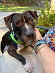 Shelter Stray Male Dog last seen , , GA, 3280 Chamblee Dunwoody Rd, Chamblee, GA 30341, USA