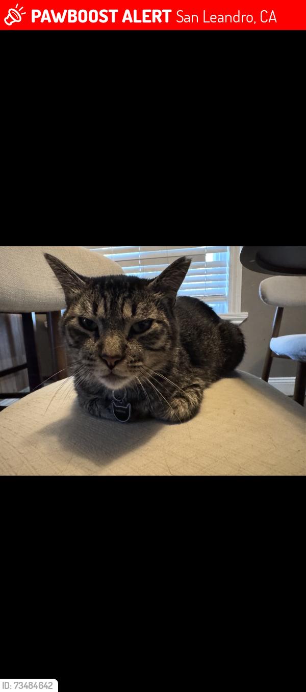 Lost Male Cat last seen Wake ave San Leandro, San Leandro, CA 94578