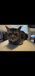 Lost Male Cat last seen Wake ave San Leandro, San Leandro, CA 94578