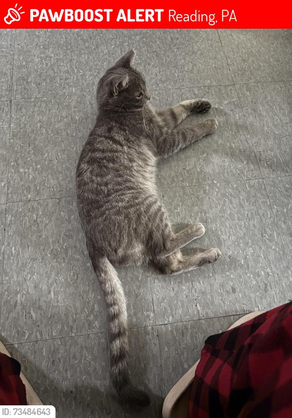 Lost Male Cat last seen Windsor street & Schulykill ave, Reading, PA 19601