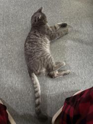 Lost Male Cat last seen Windsor street & Schulykill ave, Reading, PA 19601