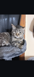 Lost Male Cat last seen Magnolia avenue/ chapel hill/ loomis, Cuyahoga Falls, OH 44221