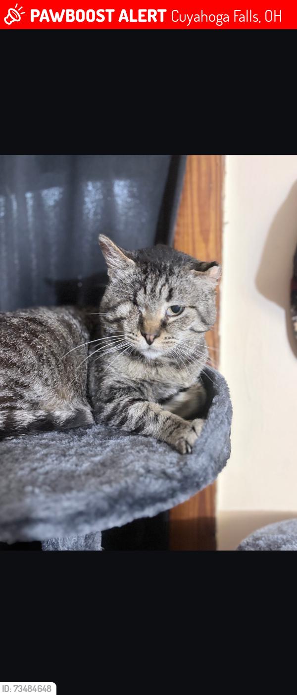 Lost Male Cat last seen Magnolia avenue/ chapel hill/ loomis, Cuyahoga Falls, OH 44221