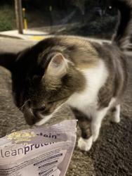 Found/Stray Unknown Cat last seen 54th and Duncan, Pittsburgh, PA 15201