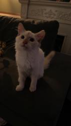 Lost Male Cat last seen Alhambra, crooked creek, Piedmont, SC 29673