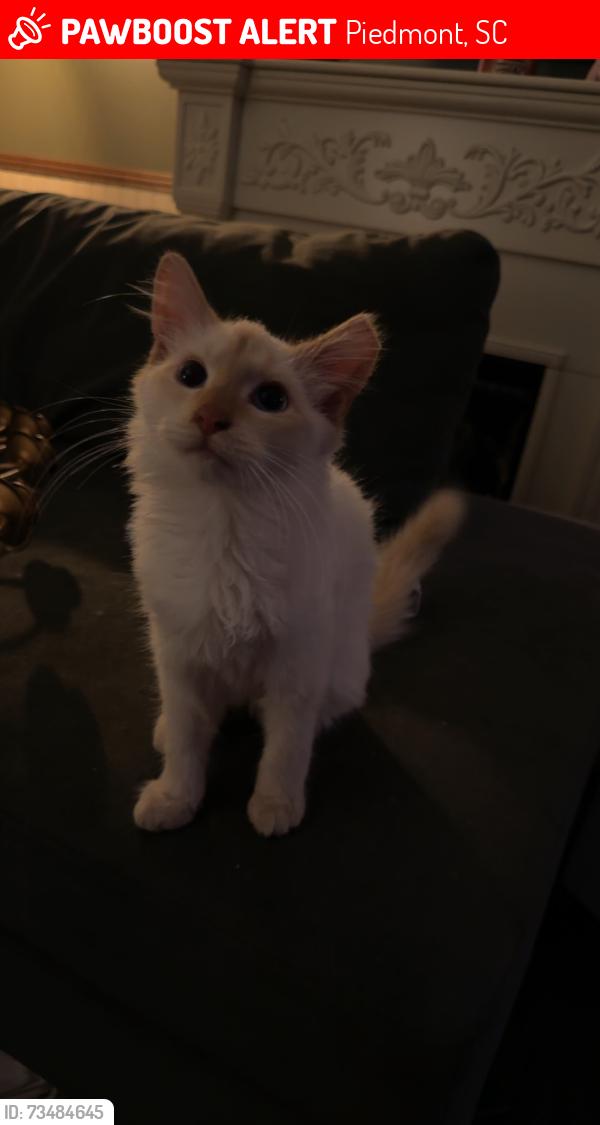 Lost Male Cat last seen Alhambra, crooked creek, Piedmont, SC 29673