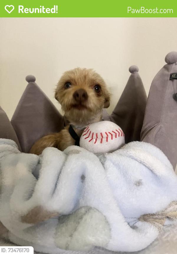 Reunited Male Dog last seen jackson ave and e san antonio st, San Jose, CA 95116