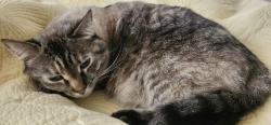 Reunited Female Cat last seen 32nd and Tejon, Denver, CO 80211