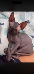 Reunited Male Cat last seen Near Rachael Ave, National City, CA 91950, USA, National City, CA 91950