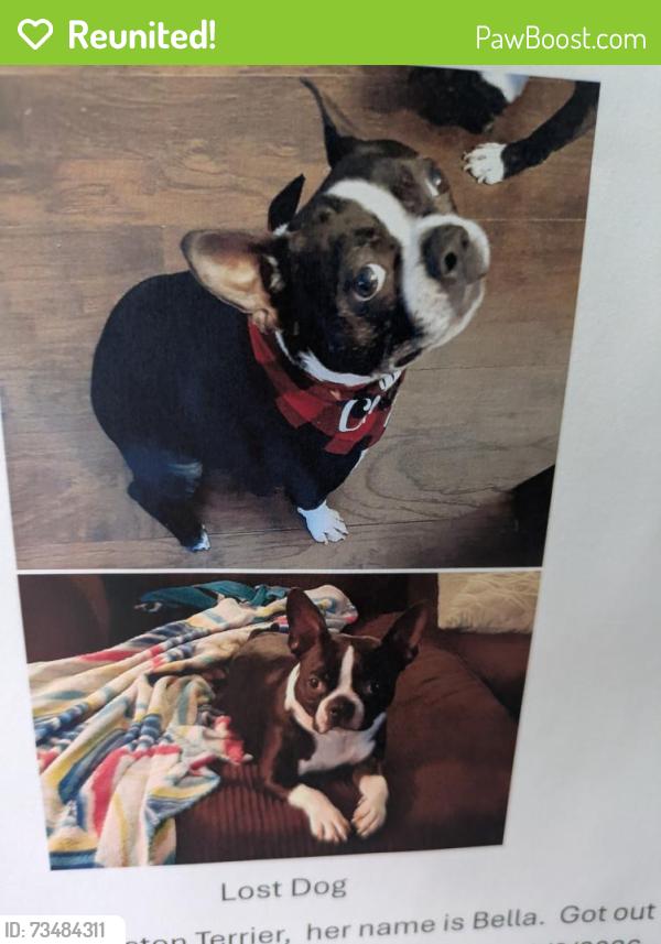 Reunited Female Dog last seen Traewyck neighborhood, Indian Trail, NC 28079
