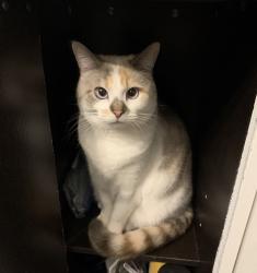 Lost Female Cat last seen Ottawa st & Lincoln rd, Windsor, ON 48226