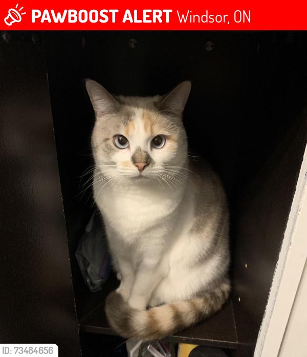Lost Female Cat last seen Ottawa st & Lincoln rd, Windsor, ON 48226