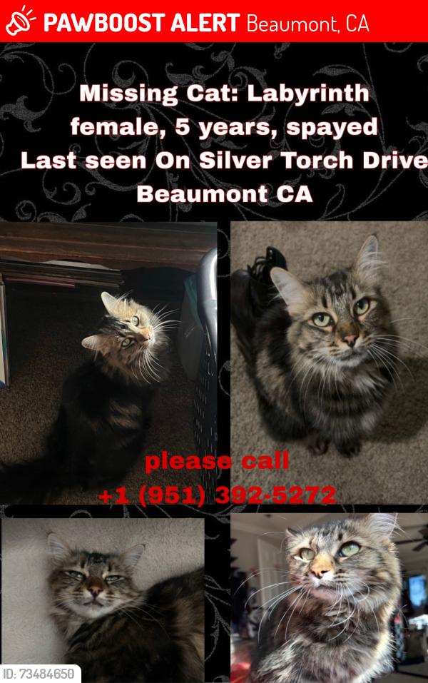 Lost Female Cat last seen silver torch drive, Beaumont, CA 92223