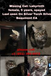 Lost Female Cat last seen silver torch drive, Beaumont, CA 92223