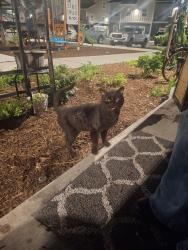 Found/Stray Male Cat last seen Patteson, Olympia, WA 98501