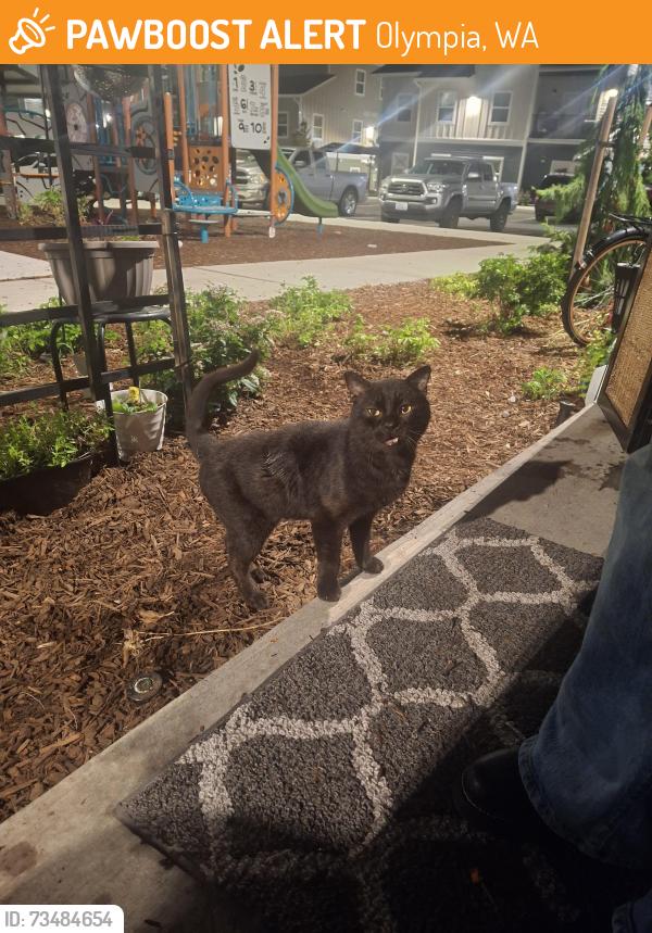 Found/Stray Male Cat last seen Patteson, Olympia, WA 98501