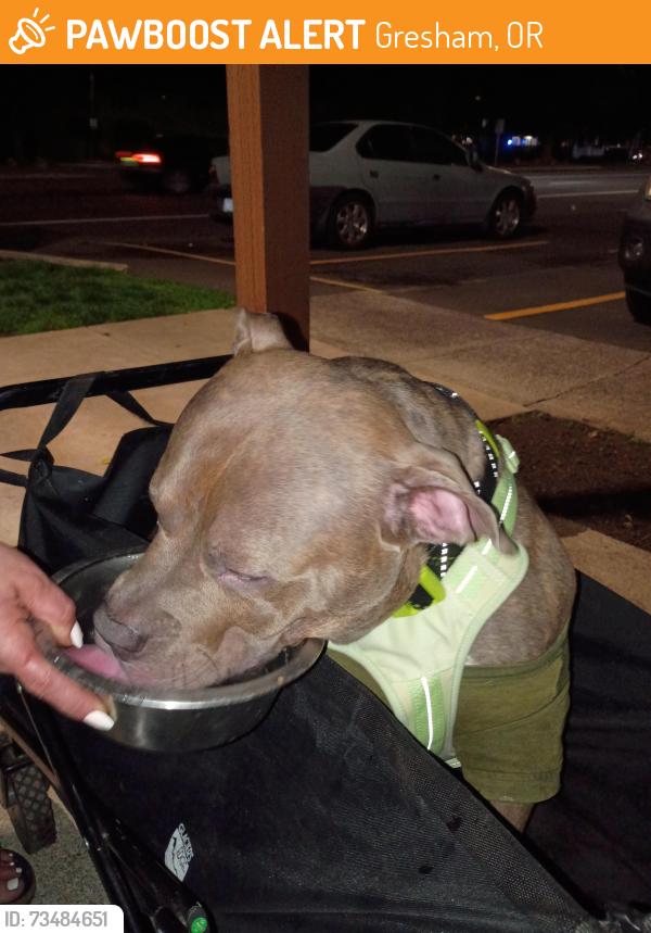 Found/Stray Male Dog last seen 162nd and glisan, Gresham, OR 97230
