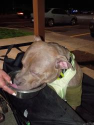 Found/Stray Male Dog last seen 162nd and glisan, Gresham, OR 97230