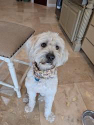 Reunited Male Dog last seen County 15th and 4e, Yuma County, AZ 85365