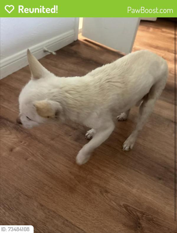 Reunited Male Dog last seen Northwest drive and palos verdes park, Mesquite, TX 75150
