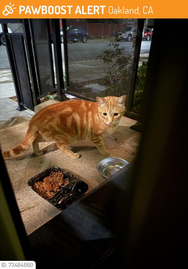 Found/Stray Unknown Cat last seen Linden, Oakland, CA 94608