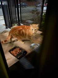 Found/Stray Unknown Cat last seen Linden, Oakland, CA 94608