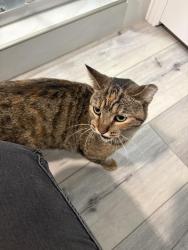 Found/Stray Unknown Cat last seen by Starbucks on Dudley st, Pomona, CA 91768