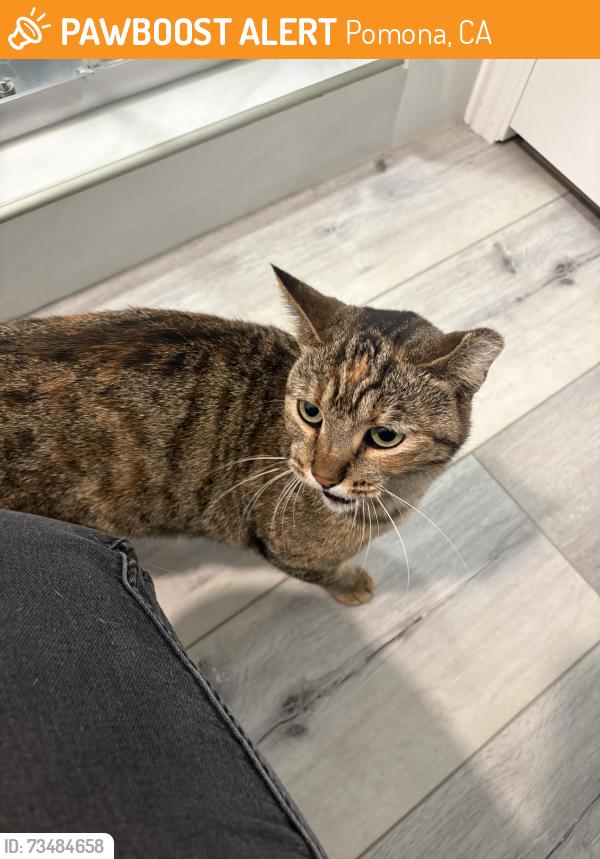 Found/Stray Unknown Cat last seen by Starbucks on Dudley st, Pomona, CA 91768