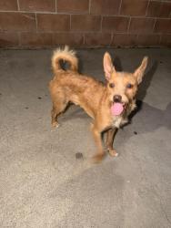 Found/Stray Male Dog last seen Central and 52nd pl, Los Angeles, CA 90011