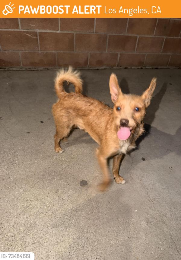 Found/Stray Male Dog last seen Central and 52nd pl, Los Angeles, CA 90011