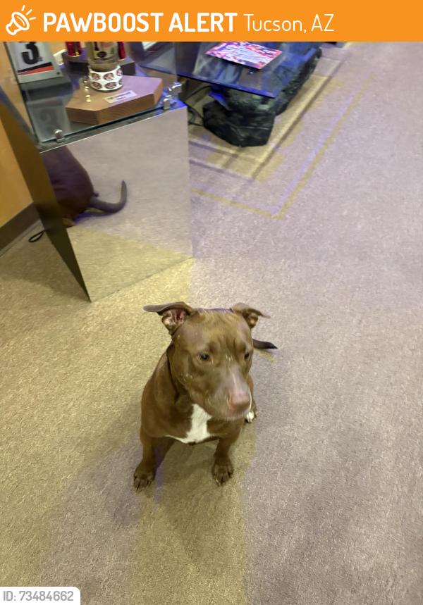 Found/Stray Female Dog last seen Kolb & Pomegranate, Tucson, AZ 85730