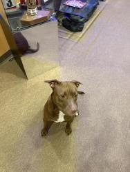 Found/Stray Female Dog last seen Kolb & Pomegranate, Tucson, AZ 85730