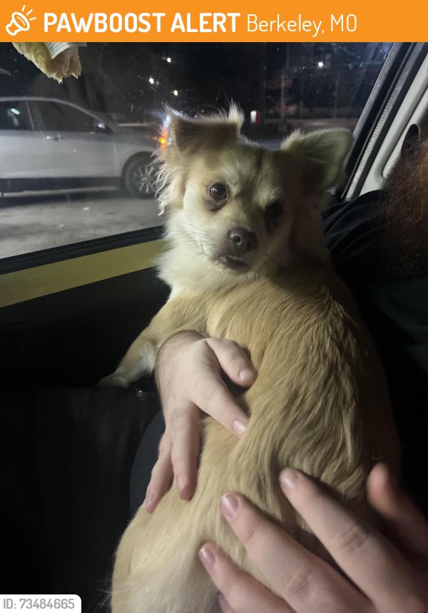 Found/Stray Male Dog last seen Harold Dr, Berkeley, MO 63134